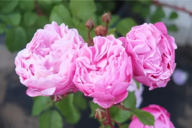 Labyrinth バラの迷宮 pickup53『サント ノーレ Saint Honiré』