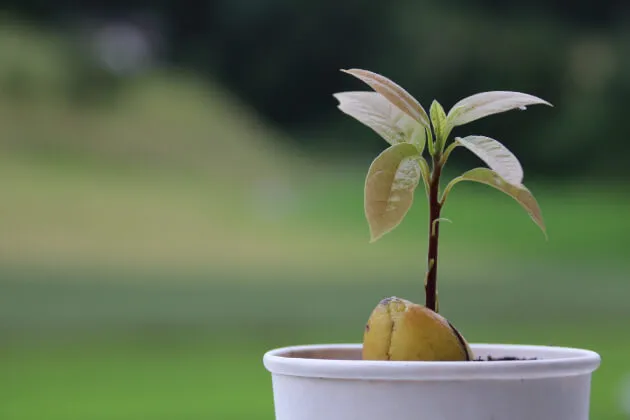 【果樹栽培】【アボカドの育て方】|種から発芽させてアボカドを栽培しよう！
