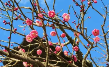 KEIKOさんの鎌倉・谷戸から花便り4 鎌倉観梅の楽しみと春めく庭