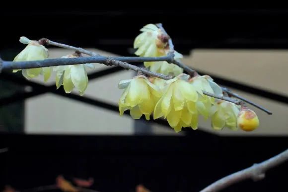 東慶寺のソシンロウバイ