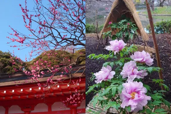 荏柄天神の早咲きカンコウバイ（左）、鶴岡八幡宮のボタン（右）