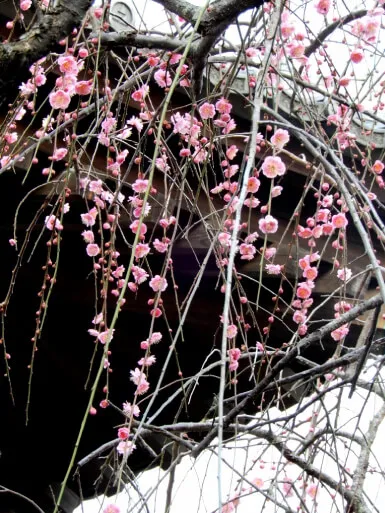 宝戒寺　シダレウメ