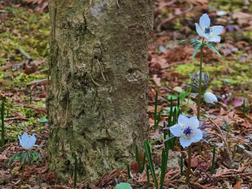 浄妙寺　セツブンソウ（キンポウゲ科）