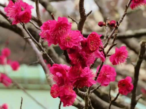 浄妙寺　コウバイ