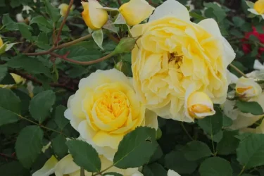 Labyrinth バラの迷宮 pickup60『ザ ポエッツ ワイフ』