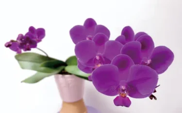 【洋ラン】 【胡蝶蘭の育て方】｜おすすめ品種や管理のコツ、植えかえ方法は？