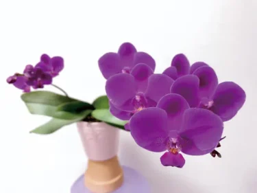 洋ラン】 【胡蝶蘭の育て方】｜おすすめ品種や管理のコツ、植えかえ