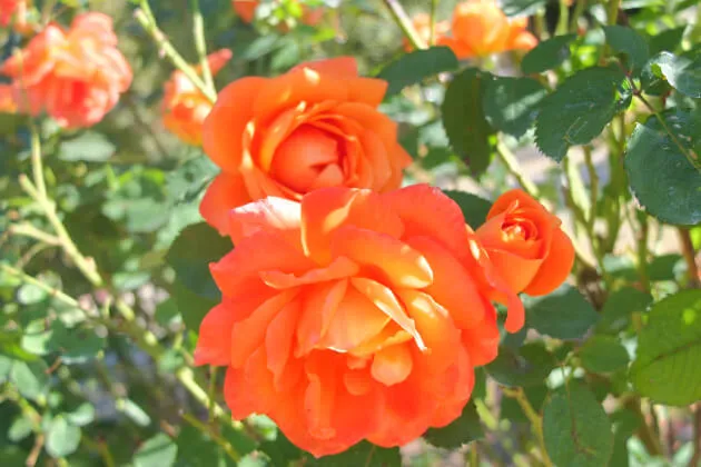 Labyrinth バラの迷宮 pickup59『スーパートローパー』