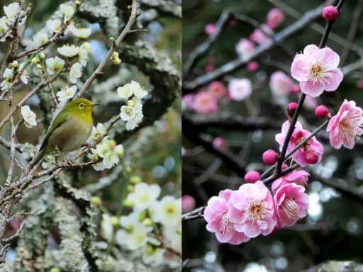 東慶寺 リョクガクバイに来ているメジロ（左）、コウバイ（右）