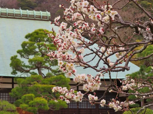 浄妙寺　ハクバイ