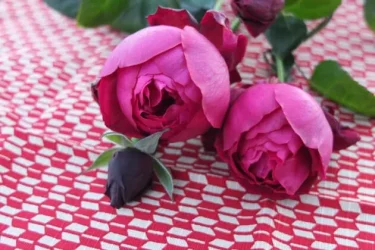 Labyrinth バラの迷宮 pickup62『はいから』