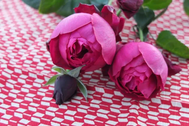 Labyrinth バラの迷宮 pickup62『はいから』