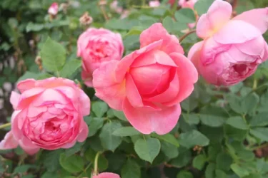 Labyrinth バラの迷宮 pickup52『ボスコベル Boscobel』