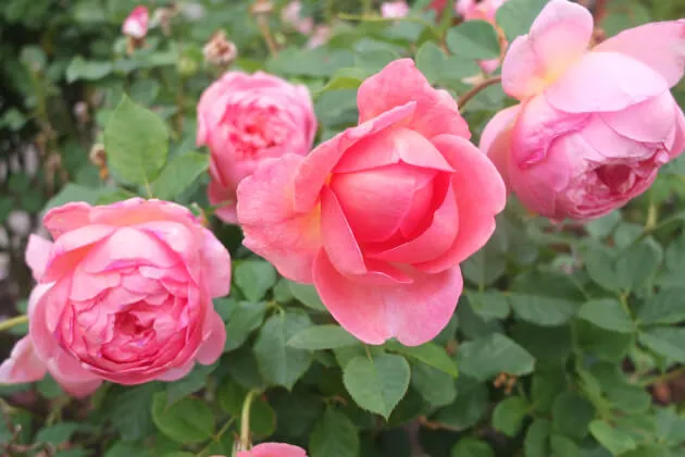 Labyrinth バラの迷宮 pickup52『ボスコベル Boscobel』