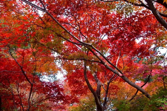 覚園寺の紅葉