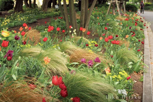 春の植物