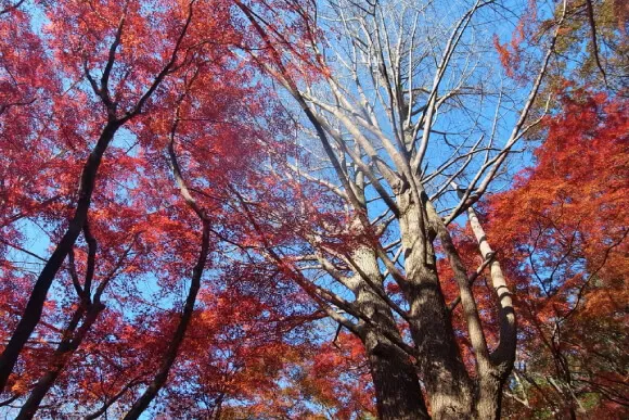 獅子舞谷の紅葉