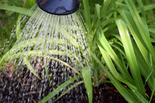 観葉植物の水やり