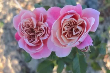 Labyrinth バラの迷宮 pickup75『ピンク ビンテージ』