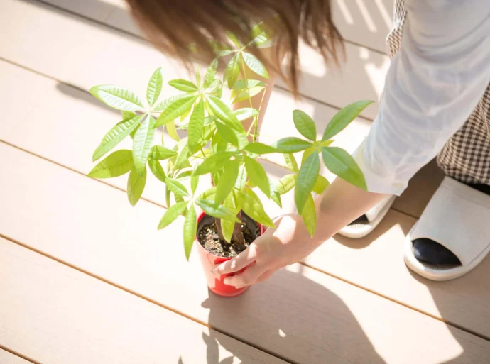 観葉植物