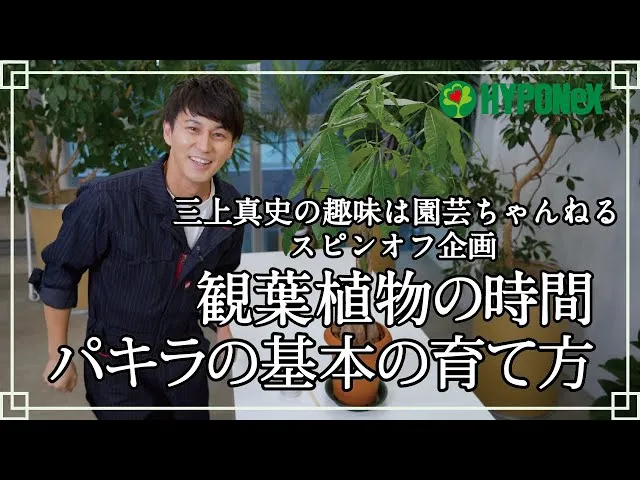 観葉植物の水やり】「土が乾いたら」「たっぷりと」って、具体的