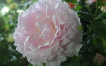 Labyrinth バラの迷宮 pickup66『ソフィー ロシャス』