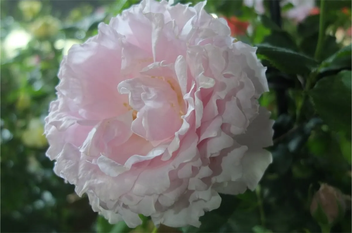 MarieDaageリモージュ デザートプレート ライトピンク 薔薇 ローズ