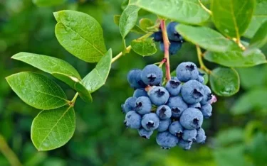 果樹栽培】【ブルーベリーの育て方】初心者にもオススメしたい育て 