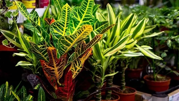 観葉植物】クロトンの育て方｜ 失敗しない育て方や季節ごとの