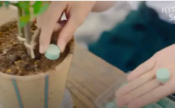 錠剤肥料シリーズ　オリーブ用