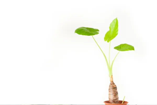 観葉植物】【クワズイモの育て方】基本と栽培のポイントをご紹介します