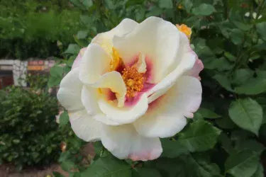 Labyrinth バラの迷宮 pickup127『フレグランス ペルシカ』