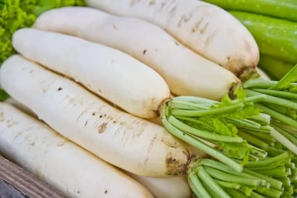 秋に植える野菜 1「大根(ダイコン)」