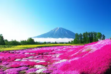 芝桜 (10本) （芝桜をほったらかしにしてはダメ？グランドカバー