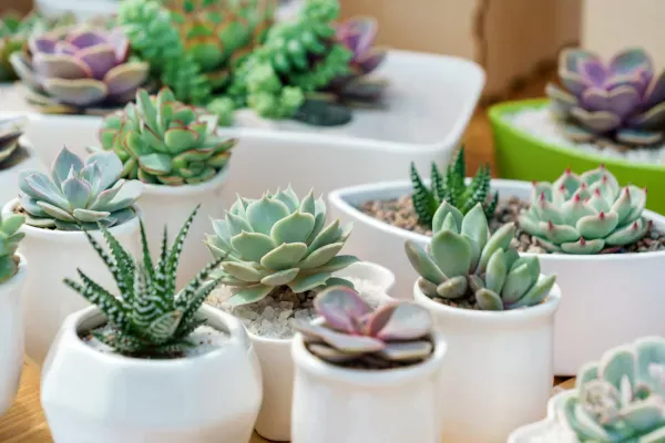多肉植物おすすめ10選|種類や育て方についても徹底解説
