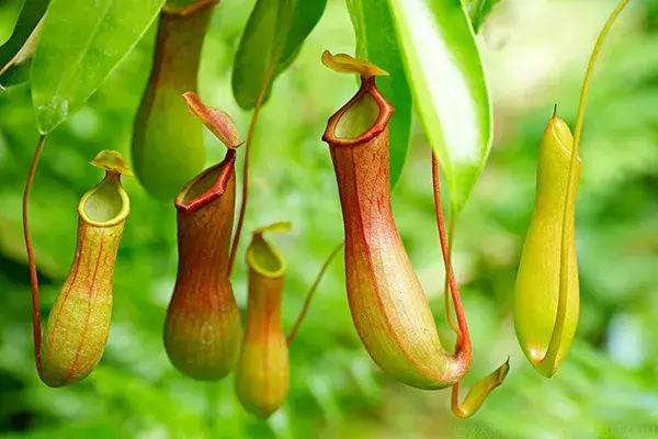 ネペンテス 新芽付き　抜き苗　食虫植物 Nepenthes(ネペンテス) ウツボカズラ 栽培方法 - Y's Exotics(食