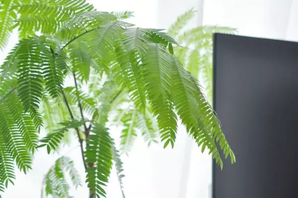 エバーフレッシュ　リビングサイズ　Ｌ5 室内におすすめ 観葉植物】ネムノキ・エバーフレッシュ 5号の