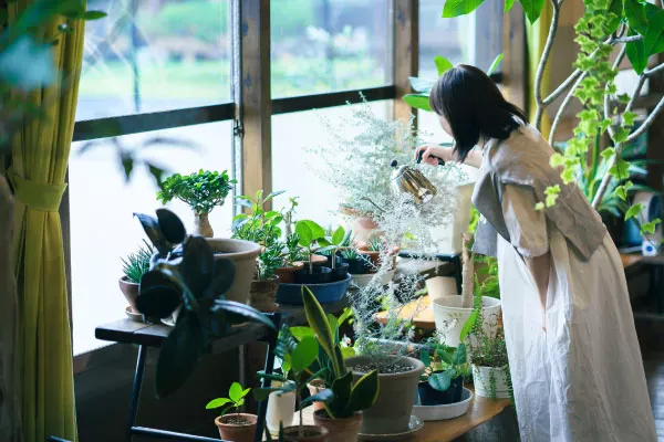 【観葉植物】初心者におすすめの育てやすい観葉植物12選｜室内での育て方や選び方