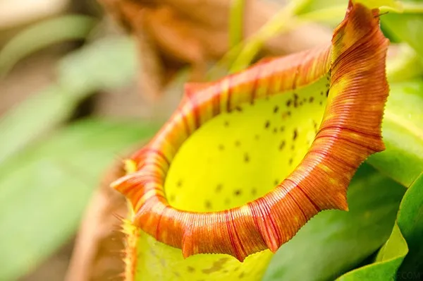 ネペンテス 新芽付き　抜き苗　食虫植物 食虫植物の質問です。ネペンテスハマタを育てているのですが