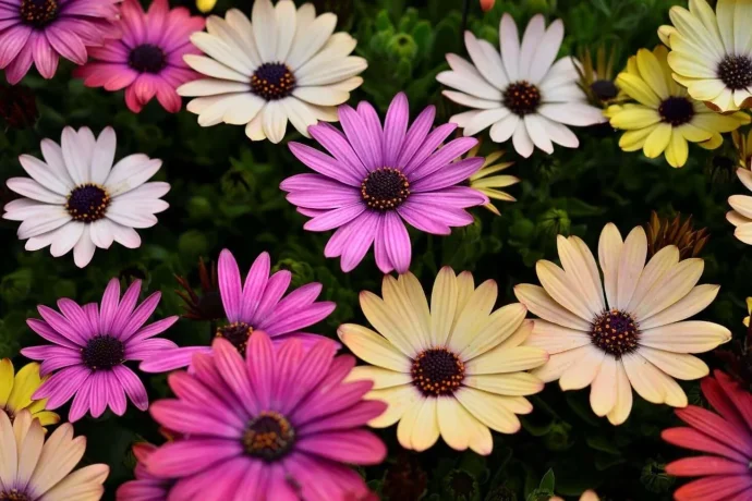 イギリス便り（8月）ガートルード・ジーキルを訪ねて ヘスタークーム