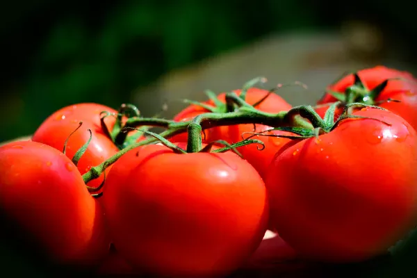 【家庭菜園】 トマトに追肥するタイミングは?肥料の与え方や注意点について