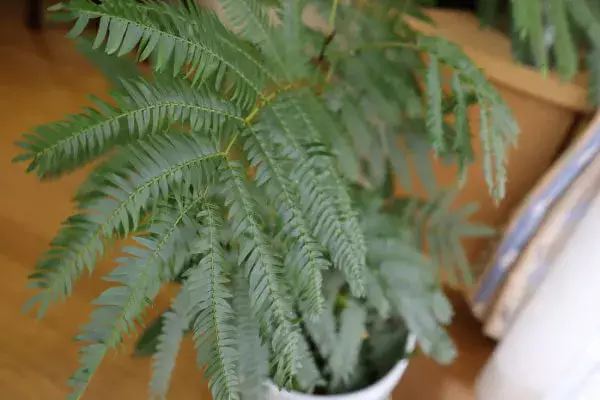観葉植物】エバーフレッシュの育て方、植え替えのコツを紹介し
