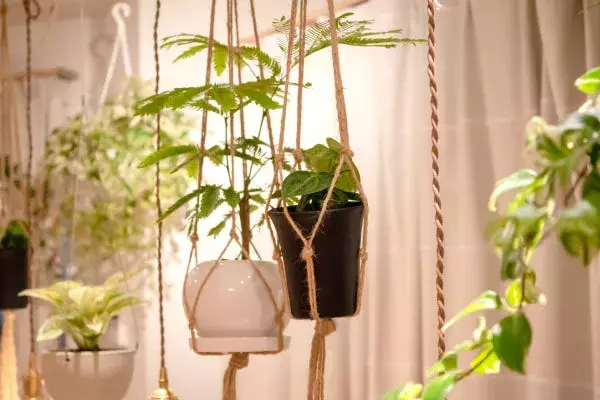 観葉植物】エバーフレッシュの育て方、植え替えのコツを紹介し