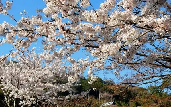 ソメイヨシノ(円覚寺)