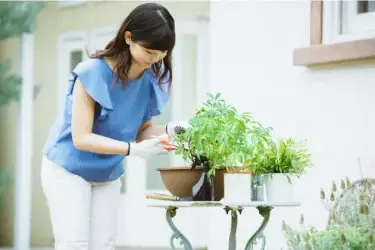家庭菜園】初心者向けガイド～ハーブの基本的な育て方やおすすめ