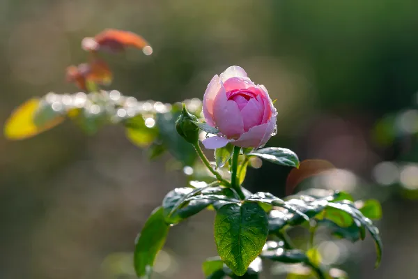 迷宮に咲く花　みちる　sp psa10 ヴァイスシュヴァルツ 迷宮に咲く花 みちる サイン SP PSA10