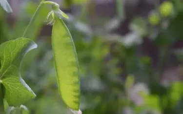 【家庭菜園】 【エンドウマメ(えんどう豆)の育て方】エンドウマメは春から夏にかけて収穫可能! お庭やベランダでの育て方