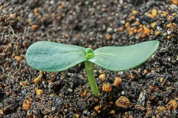 花に与える肥料は何がおすすめ?選び方や施肥のポイント