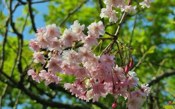 シダレザクラ(東慶寺)