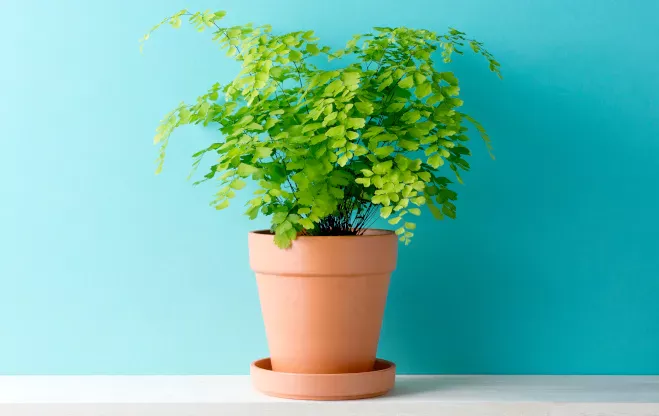 【観葉植物】 アジアンタムの育て方とは?|水やりのコツとお手入れをご紹介
